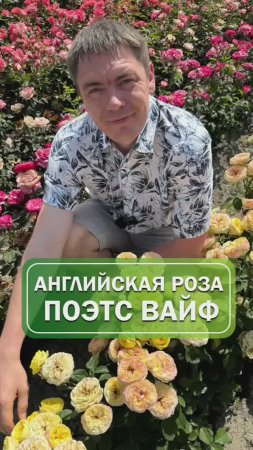 Английская роза Поэтс Вайф🌹