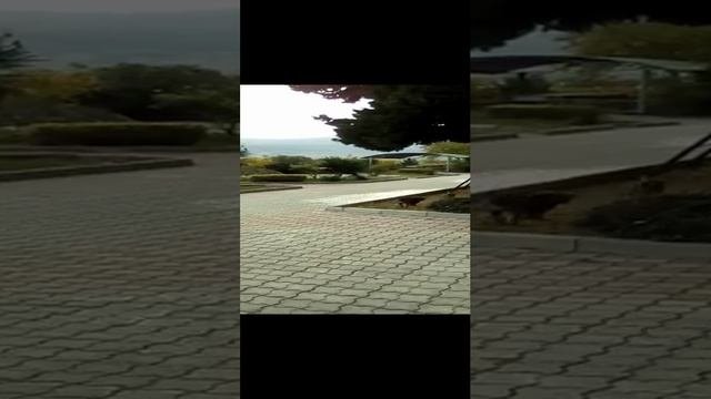 Щенок и кошка. А ну-ка догони, малявка!)