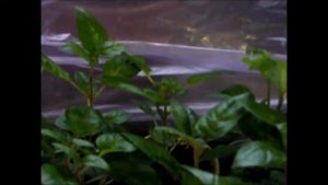 Фуксии  окончание зимовки  Анализ разных условий зимовки