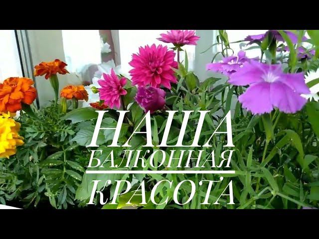 ДЕВЯТКИНО, МУРИНО | Цветы на балконе | Цветы на подоконнике | Цветущий балкон | Цветущий подоконник