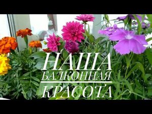 ДЕВЯТКИНО, МУРИНО | Цветы на балконе | Цветы на подоконнике | Цветущий балкон | Цветущий подоконник