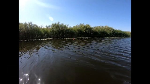 БЕШЕНЫЙ КЛЁВ ПЛОТВЫ. Рыбалка на реке Куланотпес смотреть онлайн