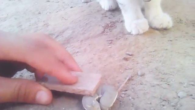 Мысыктар
