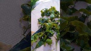 водоросли для морского аквариума каулерпа пролифера Caulerpa prolifera в природе гигантские листья
