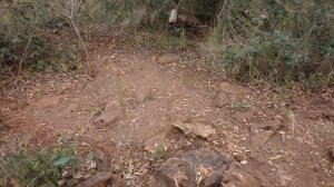 СЕКРЕТНОЕ ВИДЕОСЛЕЖЕНИЕ ЗА ОЧЕНЬ ДИКИМИ КРАСАВИЦАМИ три диких крысы