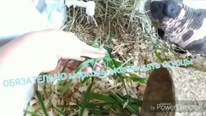 УХОД И СОДЕРЖАНИЕ МОРСКИХ СВИНОК СКИННИ