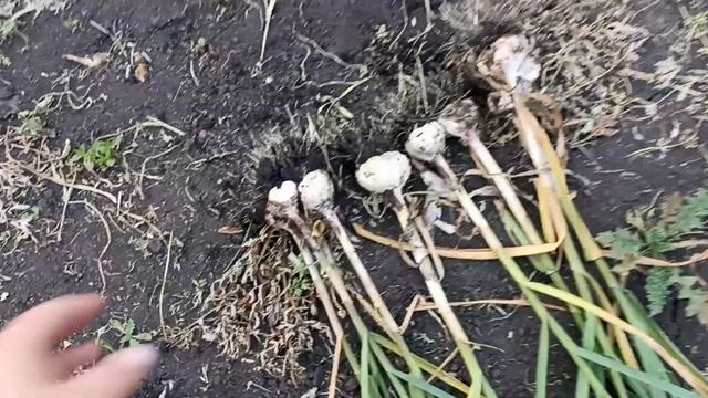 копаю чеснок, показываю разницу размера при посадке головкой и долькой.