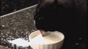 Возраст котенка. Как определить возраст котенка?