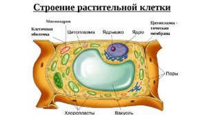 строение растительной клетки
