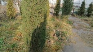 выращивание кипарисов в Краснодаре