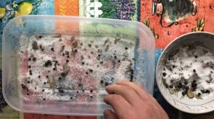 Толстолобик маринованный . Рецепт маринования толстолобика (очень простой рецепт).