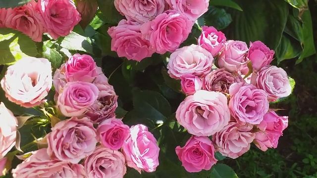 ОБИЛЬНЫЕ РОЗЫ 23 сорта! смотреть онлайн
