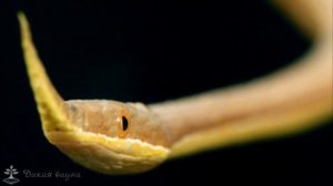 Мадагаскар удивительная змея острова /Listnacich snake Madagascar