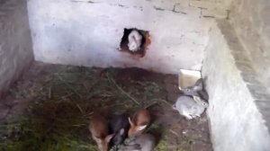 Мой первый опыт ямного разведения кролей.