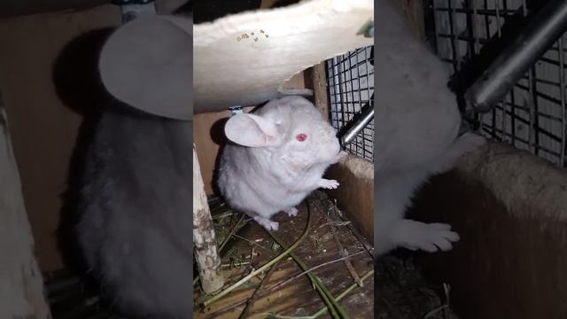 Бежевая шиншилла с малышом | beige chinchilla with baby