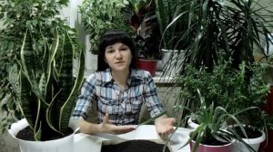 Лесная земля для комнатных растений.