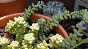 Sedum Burrito y Sedum Morganianum Cuidados, Sedum Burrito Care THIS VIDEO HAS SUBTITLES