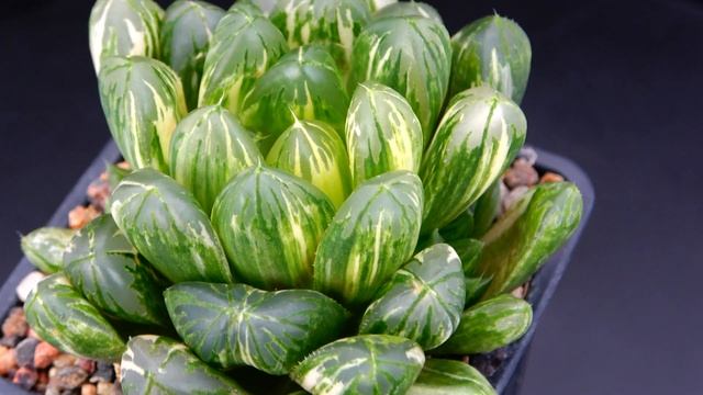Haworthia obtusa variegated. Редкие растения и суккуленты 8. 4k video смотреть онлайн