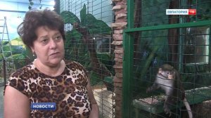 Малая белоносая мартышка Чаки: новый гость в «Тропикпарке»