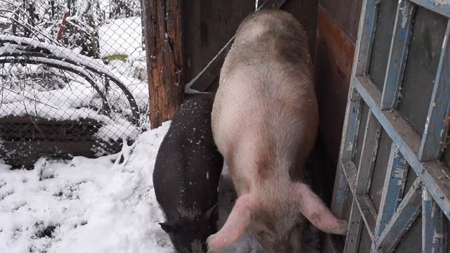 домашний зоопарк смотреть онлайн