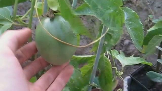 Маракуйя и инжир урожая 2015 года. смотреть онлайн