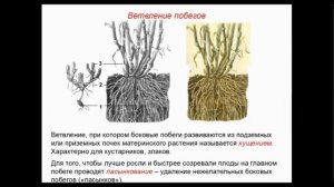 Побег. ОГЭ-ЕГЭ-биология