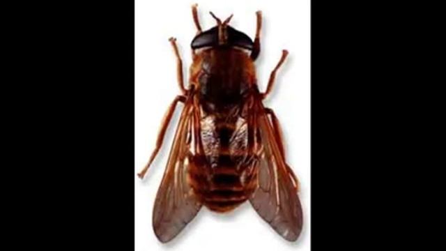 Ужасная правда о мухах смотреть онлайн