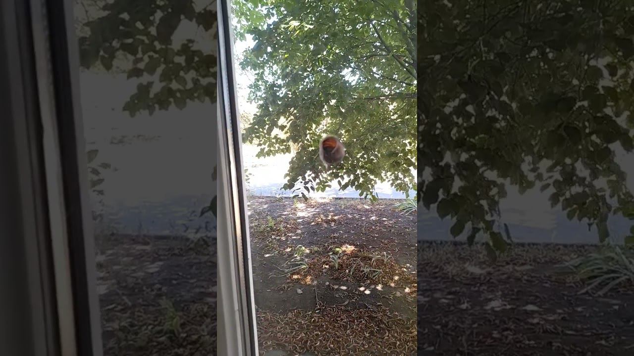 Что это? смотреть онлайн