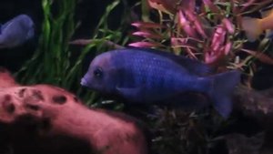 ГОЛУБОЙ ДЕЛЬФИН/АКВАРИУМ/АКВАРИУМНЫЕ РЫБЫ