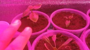 БАЗИЛИК, ЩАВЕЛЬ, ШПИНАТ, ПОМИДОРЫ ЧЕРРИ - ВЫРАЩИВАНИЕ НА РАССАДУ НА ПОДОКОННИКЕ ДОМА | КАК ВЫРАСТИТ