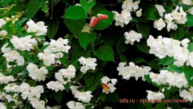 Жасмин садовый Помпон (philadelрhus coronarius pompon) ? обзор: как сажать, саженцы жасмина Помпон смотреть онлайн