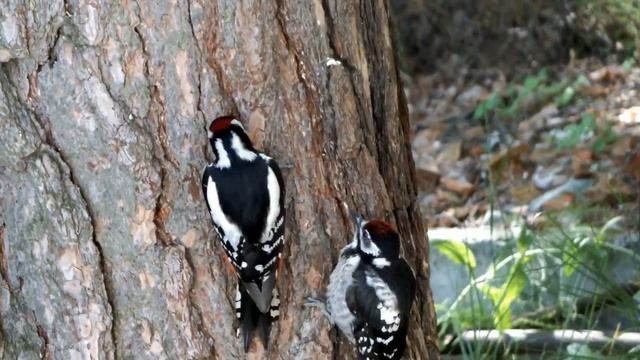 Папа-дятел с двумя птенчиками\Dad is a woodpecker with two chicks смотреть онлайн