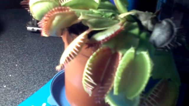 Мухоловка ест слизняка смотреть онлайн