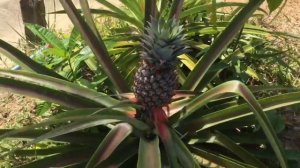 Как растут ананасы