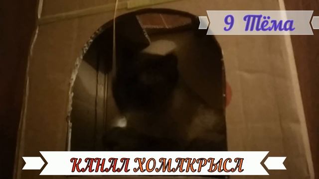 ИМЕНА ДЛЯ КОШЕК КОТОВ  Как назвать котенка Как назвать кошку Как назвать кота КЛИЧКИ ДЛЯ КОТОВ КОШЕ