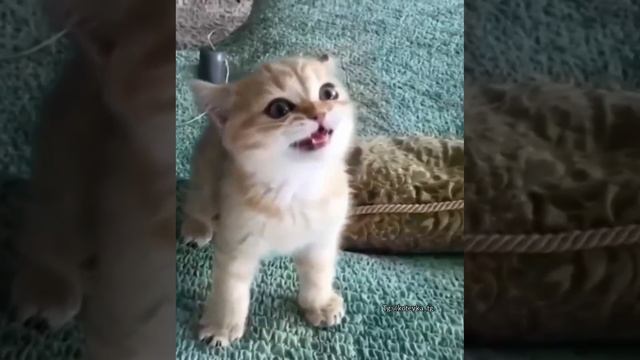 Котенок