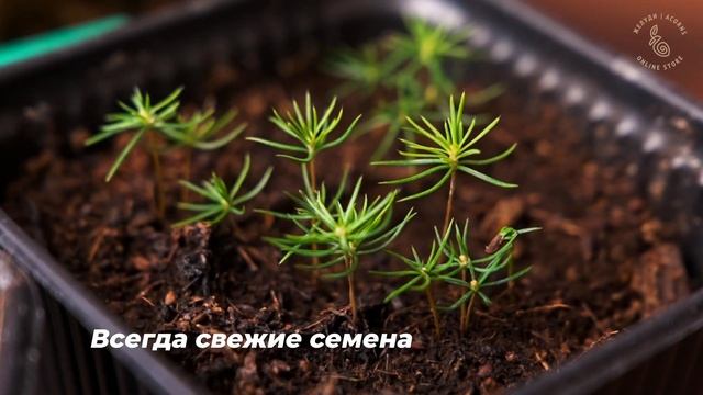 Интернет-магазин "Жёлуди" - уникальные растения для вашей коллекции