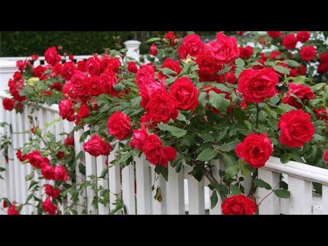 Как высадить вьющуюся розу смотреть онлайн