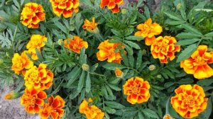 Когда сеять бархатцы на рассаду в 2022 году по лунному календарю