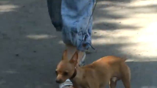 Той-терьер кобели № 168 и № 169. смотреть онлайн