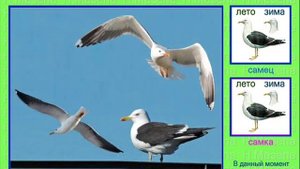 Клуша. Голоса птиц