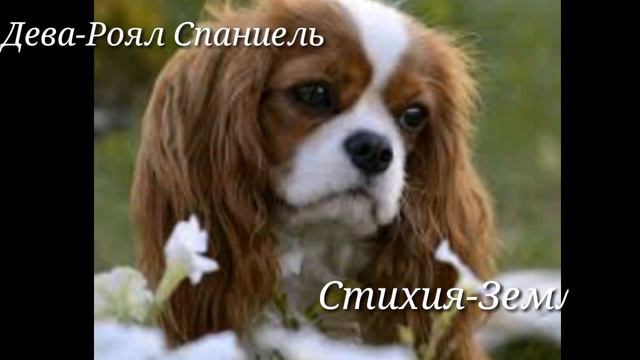 Какая ты собачка по знаку зодиака?)🐶 смотреть онлайн
