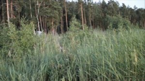 Лесное озеро Песчаное