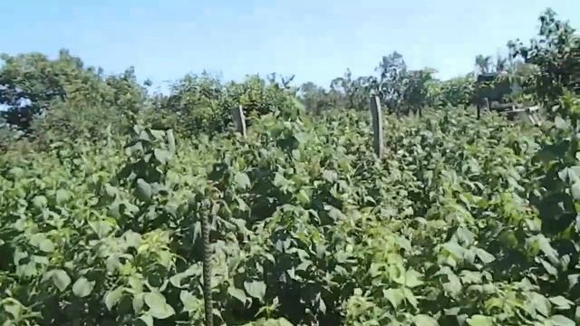 уход +за ремонтантной малиной || сколько можно собрать малины с 1 сотки || бизнес на малине в селе смотреть онлайн