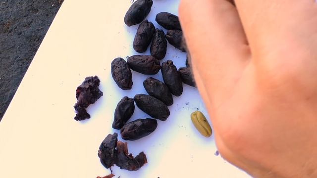 clove fruits and seeds (Syzygium aromaticum) смотреть онлайн