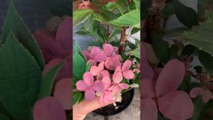 НОВИНКА. HYDRANGEA paniculata POLESTAR (R) 'Berg14' cov
