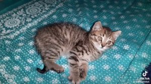 Малышок🐱 котенька🐱