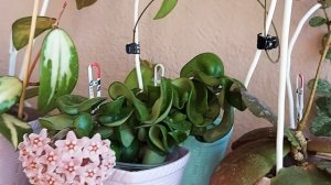 Цветет Хойя Карноза Компакта (  Carnosa Compacta)