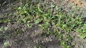 Обзор и приемы работы с  плоскорезом Фокина Дачный мастер на все руки