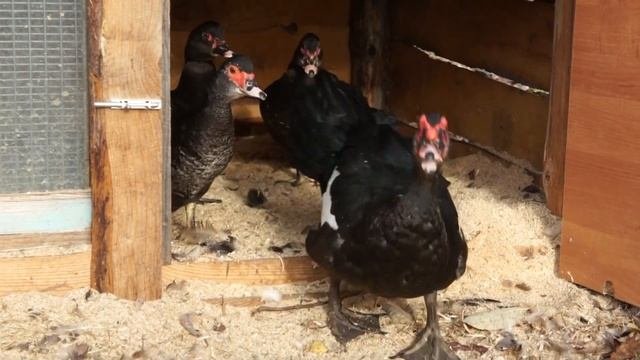 ЗЕРКАЛА. Окрасы индоуток: часть 1. Рассматриваем зеркала 20 мускусных уток!